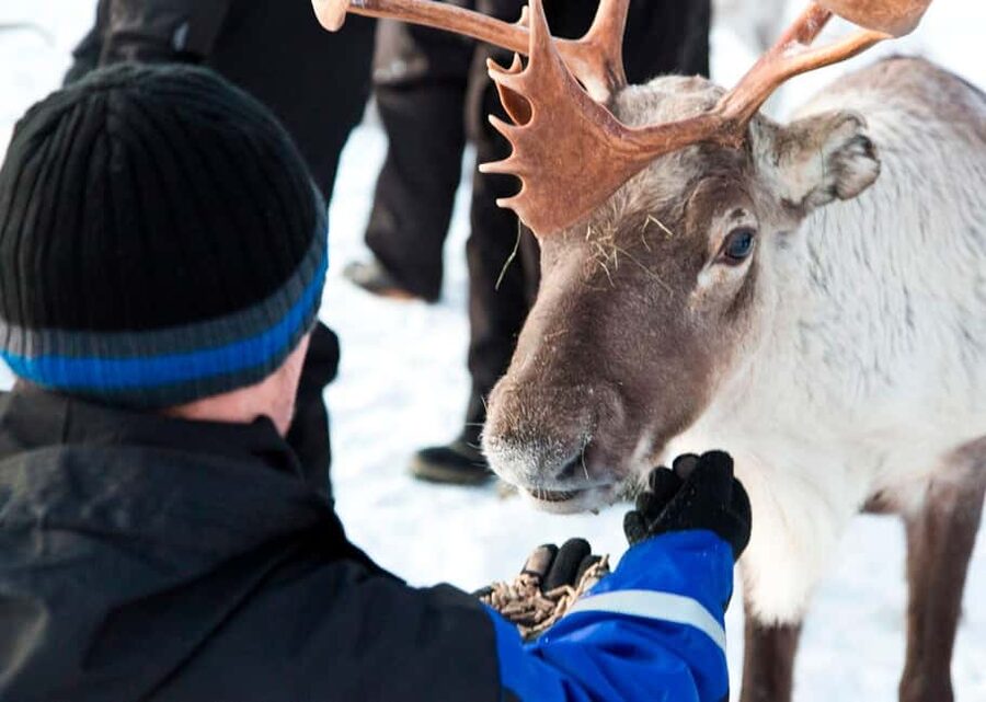 Saariselkä: Reindeer Farm Experience with Snack and Drinks - Price and Value for $69 in Lapland Finland