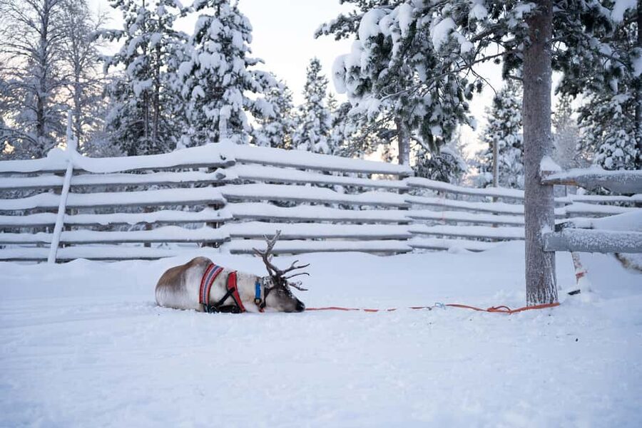 Saariselkä: Reindeer Farm Experience with Snack and Drinks - Timing, Group Size, and How to Avoid Feeling Rushed