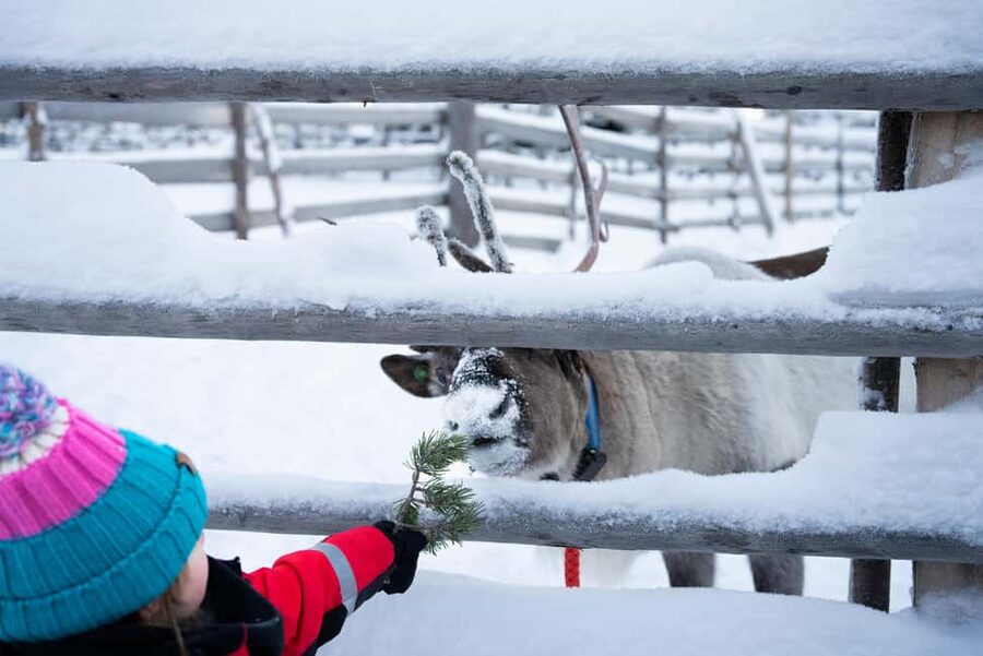 Saariselkä: Reindeer Farm Experience with Snack and Drinks - Who This Reindeer Experience Is Best For