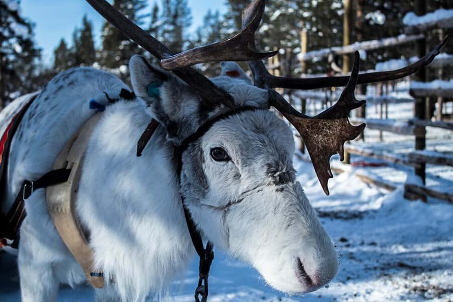 Saariselkä: Reindeer Farm Experience with Snack and Drinks - Should You Book Kuukkeli’s Reindeer Farm Experience?