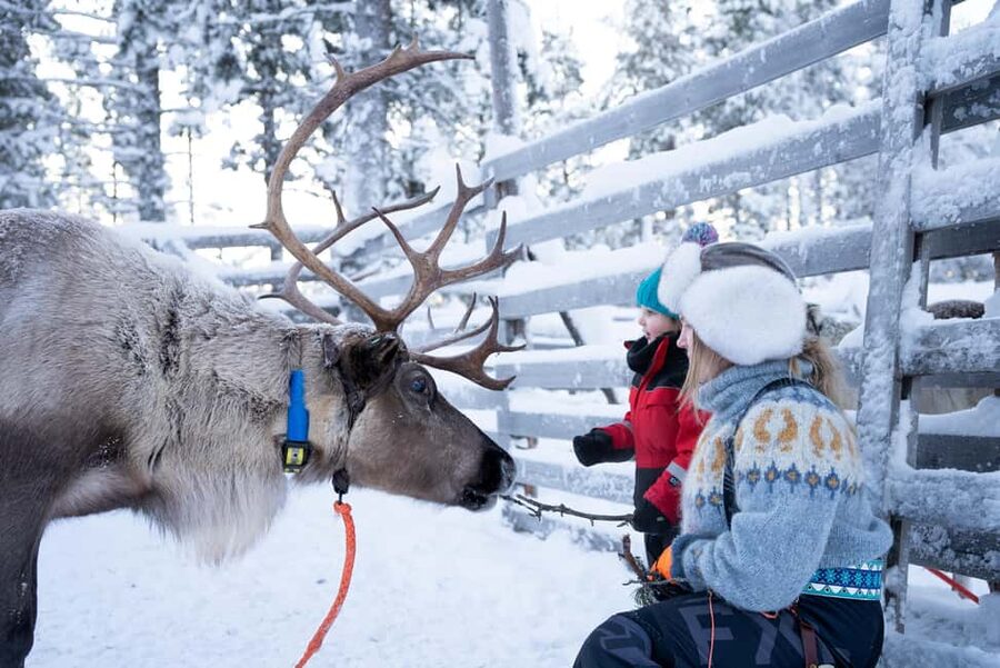 Saariselkä: Reindeer Farm Experience with Snack and Drinks - FAQ