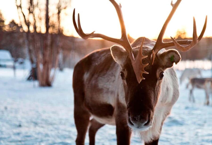 Saariselkä: Reindeer Farm Experience with Snack and Drinks - The 45-Minute Reindeer Visit: Feeding, Petting, and Learning