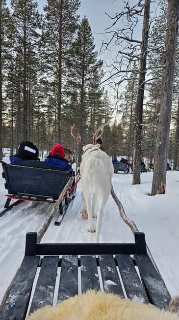 Saariselkä : Reindeer Sleigh Ride with Snacks & Hot Drink - Saariselkä reindeer sleigh ride: what the magic feels like