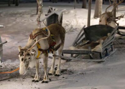 Reindeer Sleigh Ride with Snacks & Hot Drink