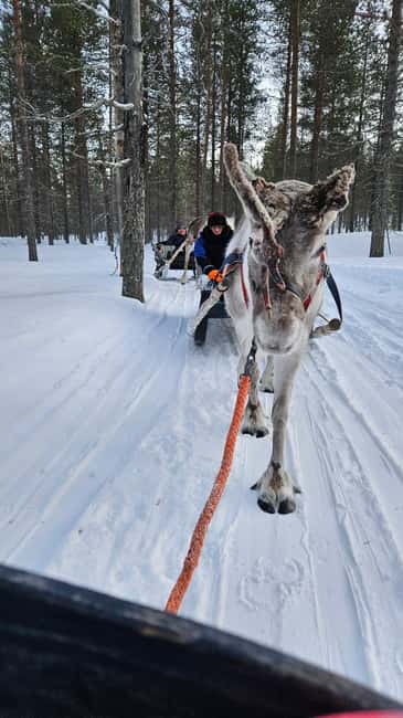 Saariselkä : Reindeer Sleigh Ride with Snacks & Hot Drink - Learning about reindeer herding and Sámi culture from your guide