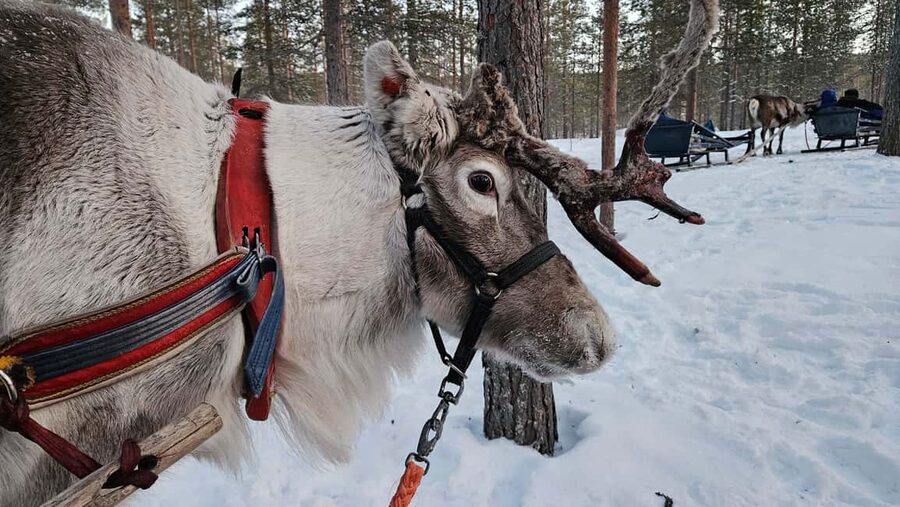 Saariselkä : Reindeer Sleigh Ride with Snacks & Hot Drink - Reindeer comfort and how to handle concerns respectfully