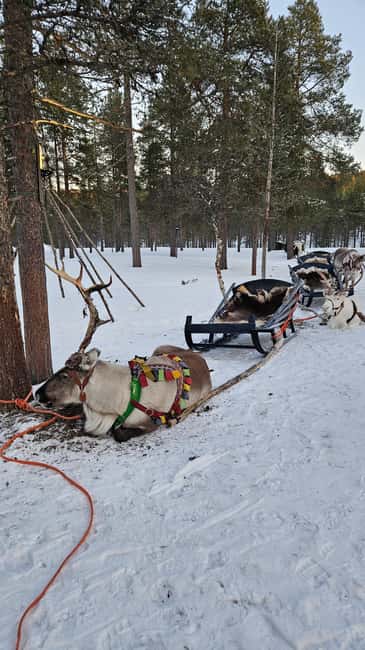 Saariselkä : Reindeer Sleigh Ride with Snacks & Hot Drink - Price and value at about $189 per person