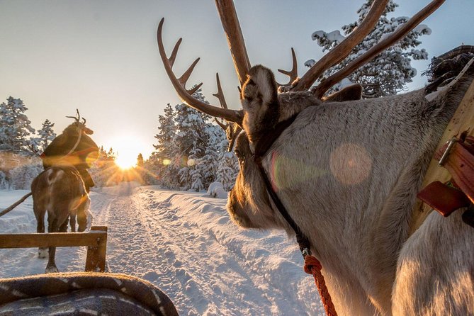 Santa Claus Village Guided Tour & Arctic Animals Adventure - Arctic Circle Husky Park: the 1 to 2 km sleigh ride
