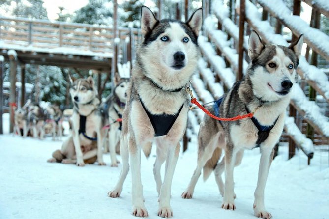 Santa Claus Village Guided Tour & Arctic Animals Adventure - Should you book this Santa Village and Arctic Animals tour?