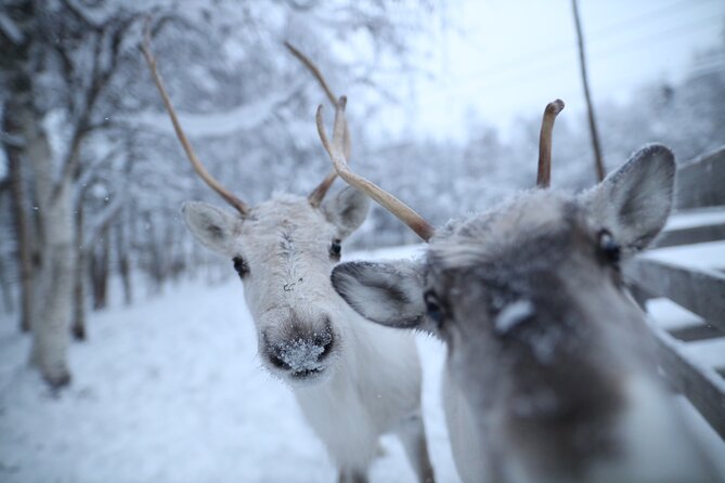 Santa Claus Village, Husky and Reindeers Combo Safari - A 4-hour Lapland “combo” that starts with convenience