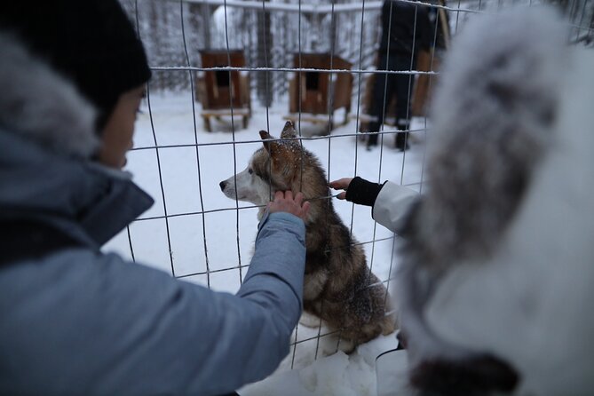 Santa Claus Village, Husky and Reindeers Combo Safari - Husky park: more than just a ride