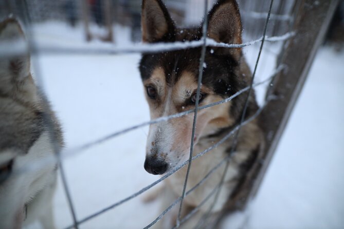 Santa Claus Village, Husky and Reindeers Combo Safari - What the guide can change in your day