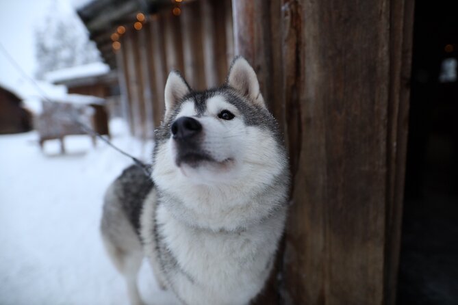 Santa Claus Village, Husky and Reindeers Combo Safari - Winter vs summer expectations you must not skip