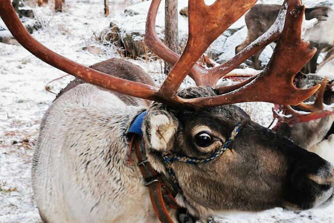 Santa's Reindeer & Husky Safari + Aurora BBQ in Rovaniemi - Key things that make this Rovaniemi tour worth your time