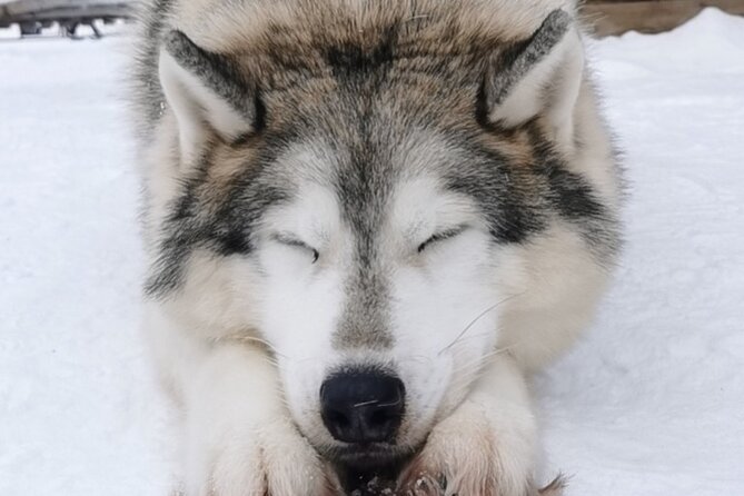 Santa's Reindeer & Husky Safari + Aurora BBQ in Rovaniemi - Warm tea and the timing that gives you a mid-day break