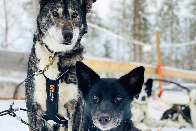 Santa's Reindeer & Husky Safari + Aurora BBQ in Rovaniemi - Guides and small-group flow: why the day feels organized