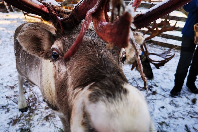 Santa's Reindeer & Husky Safari + Aurora BBQ in Rovaniemi - How to improve your odds of seeing the northern lights