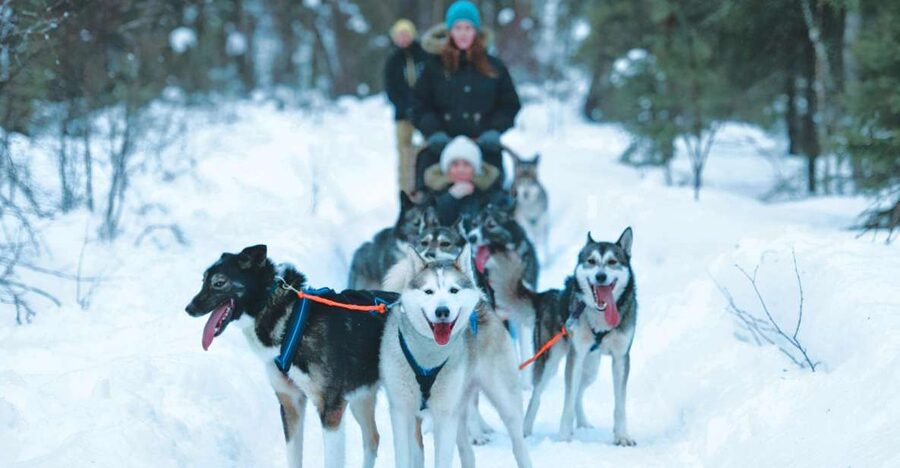 Sirkka: Husky Sled Ride in Levi 2km or 5 km from Levi - Key things to know before you go