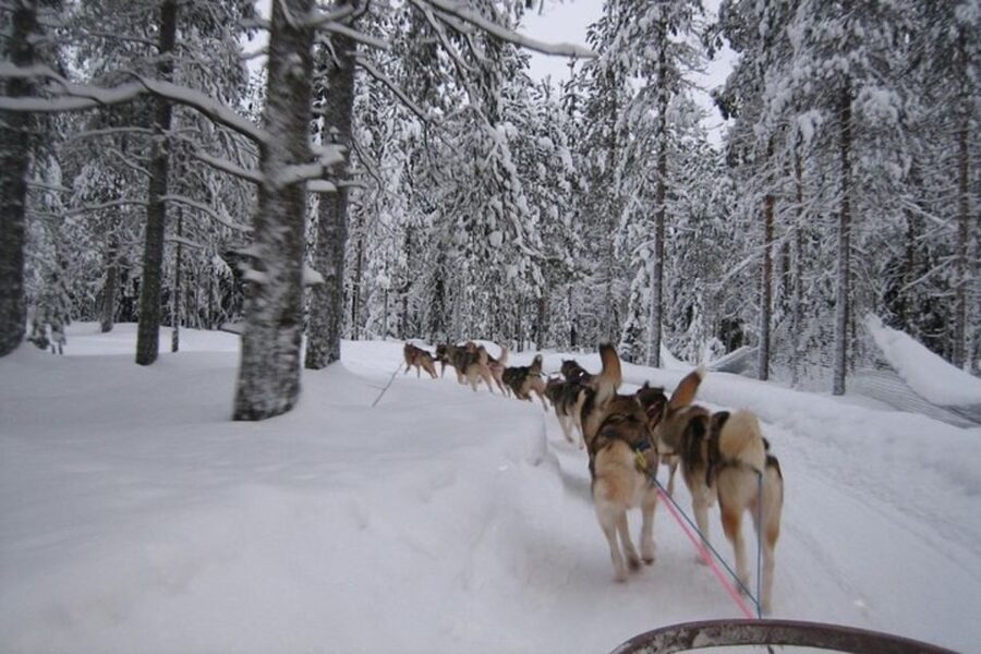 Sirkka: Husky Sled Ride in Levi 2km or 5 km from Levi - 2km vs 5km: how long you really ride over the snow