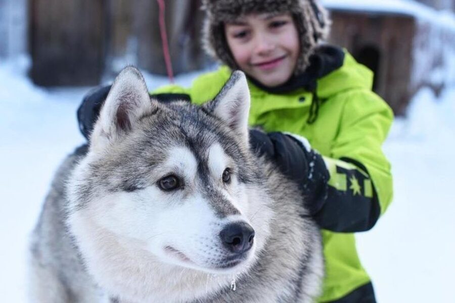 Sirkka: Husky Sled Ride in Levi 2km or 5 km from Levi - The sled ride itself: what it feels like when the dogs take over