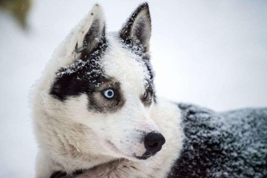 Sirkka: Husky Sled Ride in Levi 2km or 5 km from Levi - Photos without the hassle: how people keep memories without extra charges