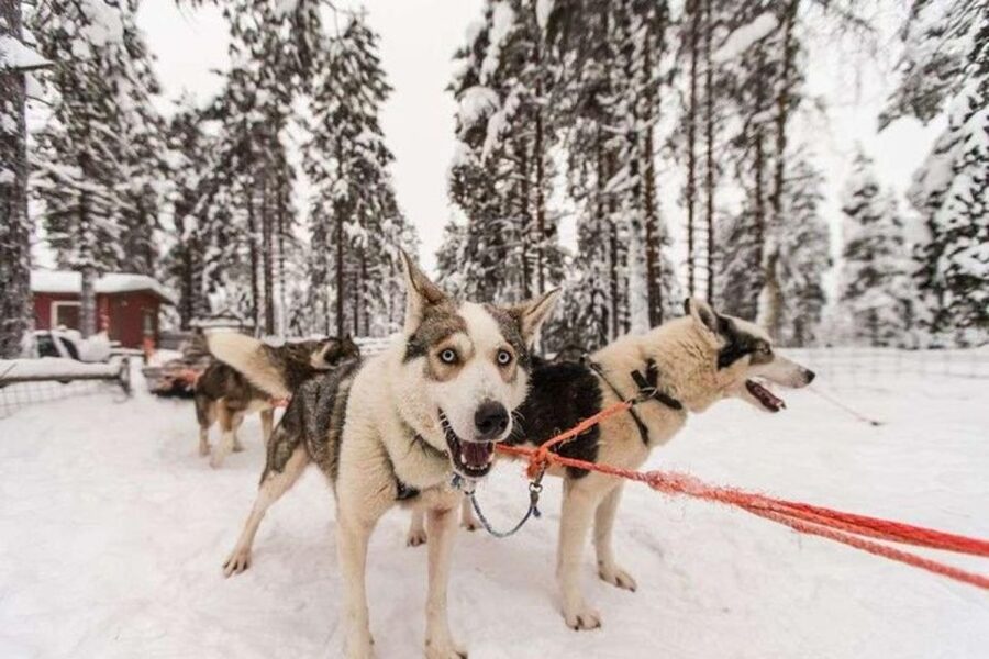 Sirkka: Husky Sled Ride in Levi 2km or 5 km from Levi - Who this husky sled ride is best for