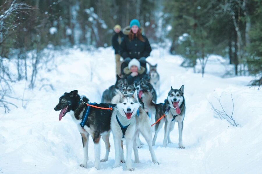 Sirkka: Husky Sled Ride in Levi 2km or 5 km from Levi - Meeting the huskies: petting time plus practical dog know-how