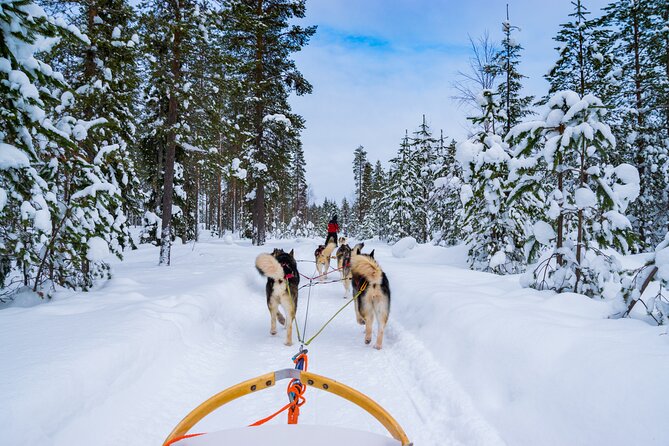 Small-Group Husky Mushing Experience in Rovaniemi - Key highlights you will feel right away