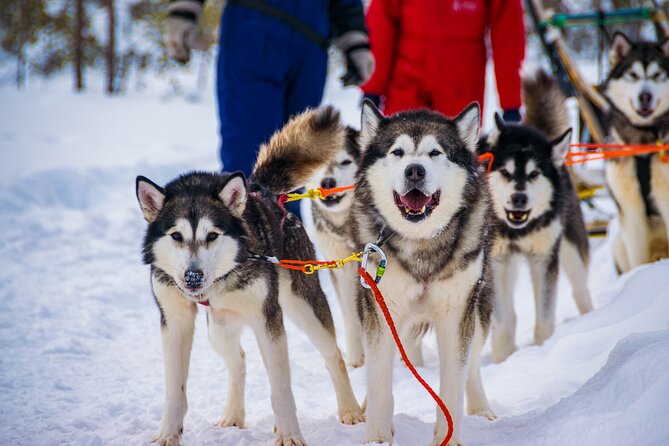 Small-Group Husky Mushing Experience in Rovaniemi - The husky kennel lesson: safety, steering, and switching positions