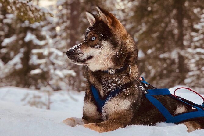 Small-Group Husky Mushing Experience in Rovaniemi - Your sled run through the forest: 6 to 10 km of winter speed