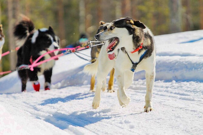 Small-Group Husky Mushing Experience in Rovaniemi - Photo stops, dog time, and why the small group matters
