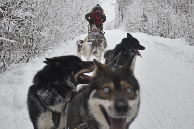 Small-Group Husky Mushing Experience in Rovaniemi - The kota snack stop: sausages, hot drinks, and husky talk