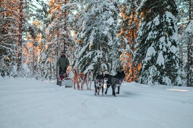 Small-Group Husky Mushing Experience in Rovaniemi - What to wear for Lapland cold without overpacking