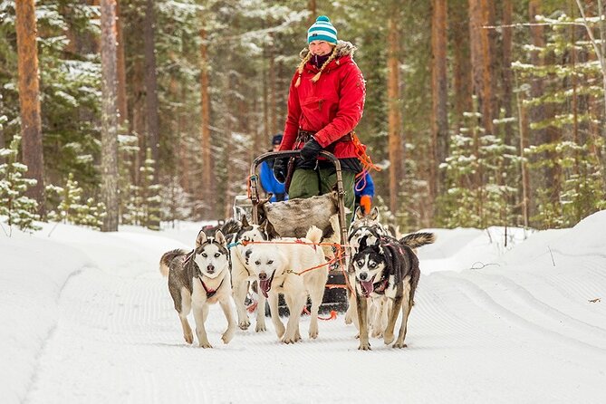 Snowmobile & Animals Day Tour - Why this Rovaniemi snowmobile and animals combo is a smart use of time