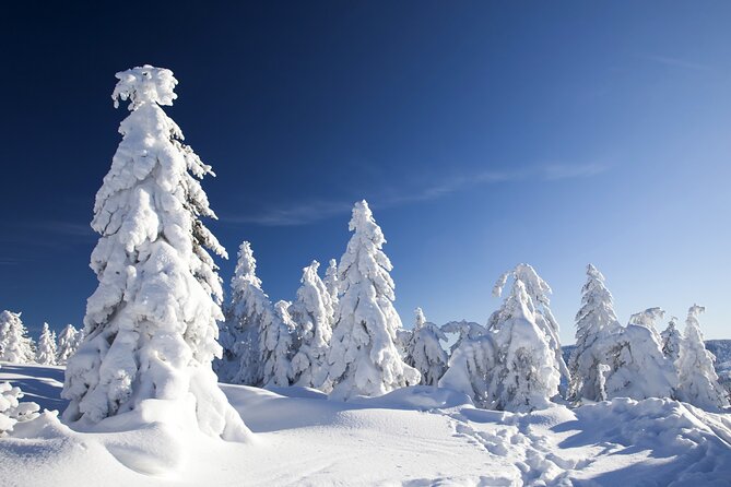 Snowmobile Safari 2h - Key things to know before you go