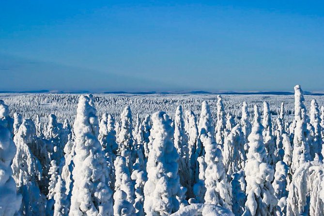 Snowmobile Safari in the Nature - Solo driving: extra fun, extra responsibility