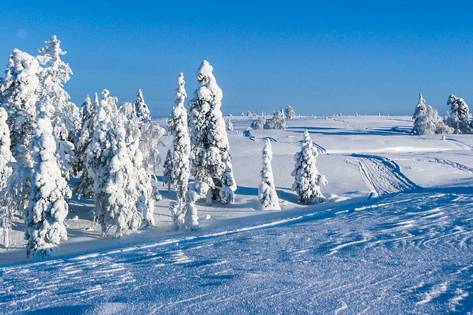 Snowmobile Safari on the Tundra - Forest tracks and open snow fields: the pace and the fun