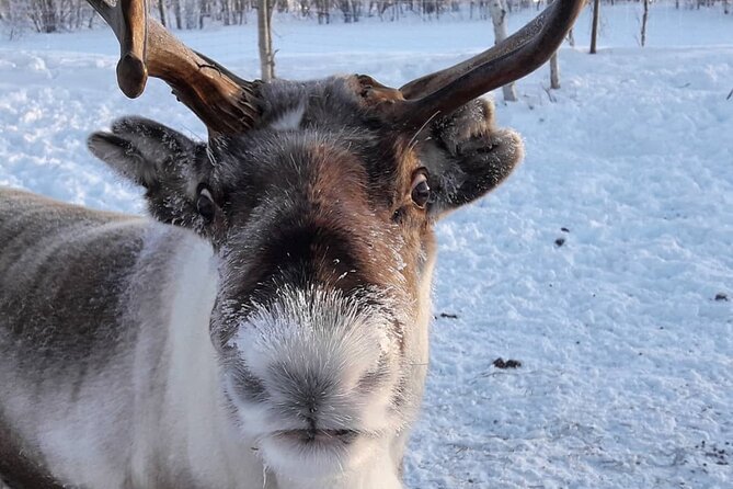 Snowmobile Safari to Lake Inari, meet & feed Reindeers, Lunch - Stop 2 on the small island: meeting reindeer in the teepee area