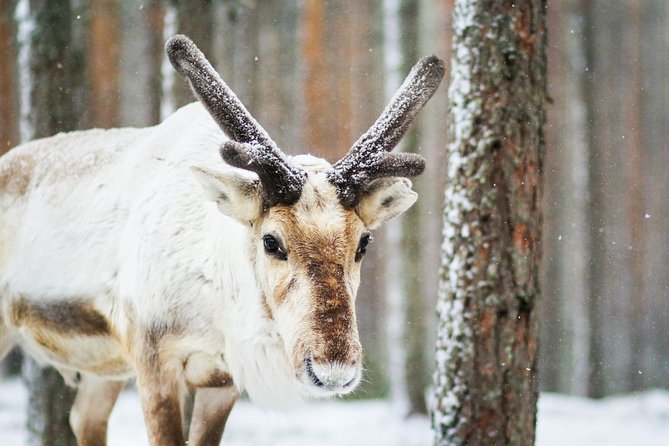 Snowshoe Trip in the Forest - Chances for animals and photo-ready snowy trees