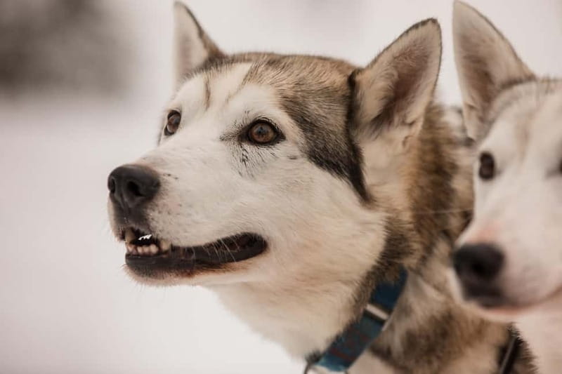Snowy Trails Husky Safari (5 Km) - Key Points Before You Go