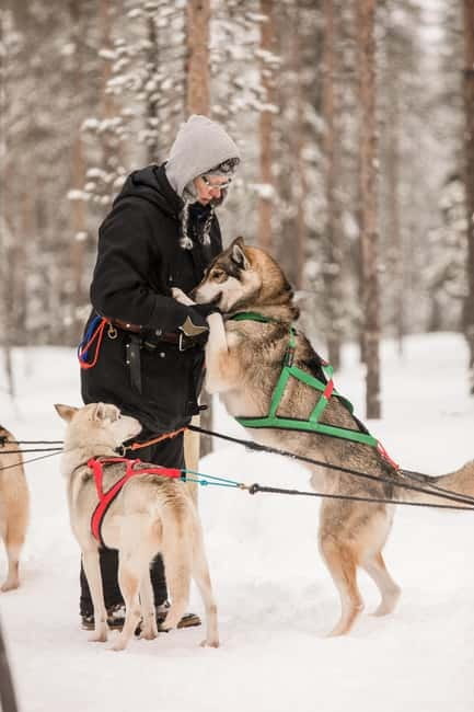 Snowy Trails Husky Safari (5 Km) - Husky Farm Time: Where the Winter Magic Starts