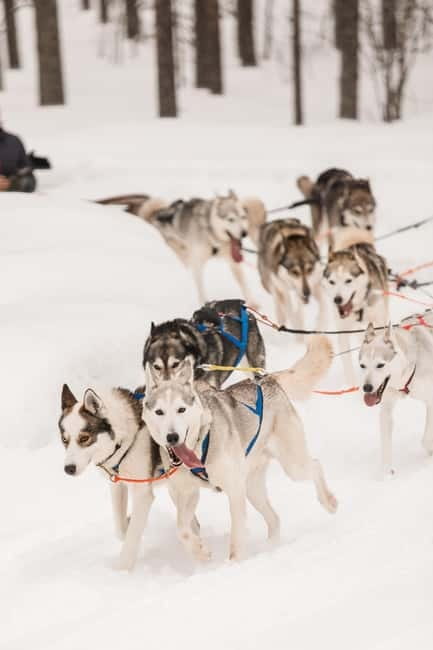 Snowy Trails Husky Safari (5 Km) - The Route Experience: Forest or Lake, Plus a Real Sense of Speed