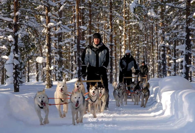 Snowy Trails Husky Safari (5 Km) - Should You Book Snowy Trails Husky Safari (5 Km)?