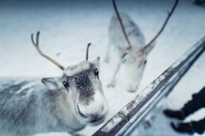 The Ultimate Lappish Adventure, Full Day Tour, Meals Included - Finnish sauna in pine trees: löyly smell, hot cold rhythm, and real recovery