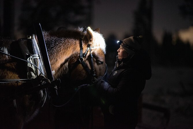 Traditional Finnhorse Sleigh Ride at SCV (3km) - Key highlights you will feel right away