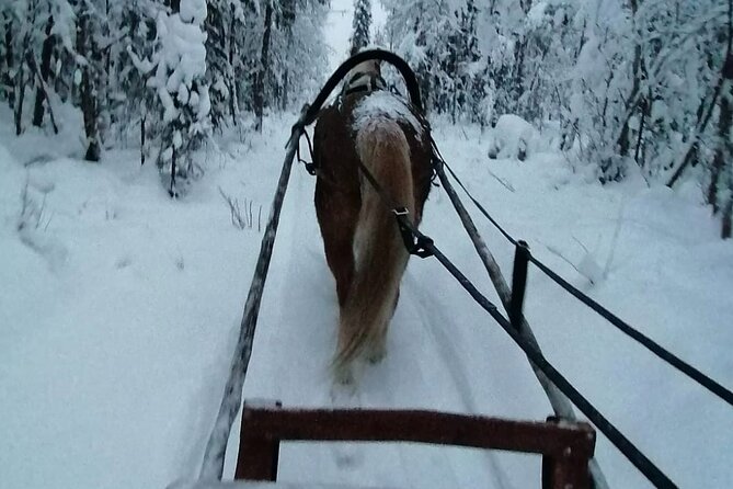 Traditional Finnhorse Sleigh Ride at SCV (3km) - Meeting at Pukinpolku 3, then settling into the Finnhorse story