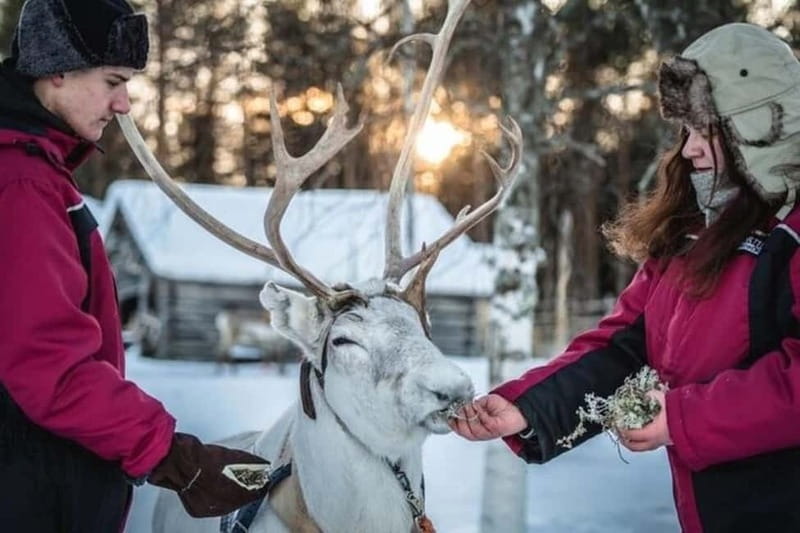 Traditional Reindeer Farm Visit with a Short Sleigh Ride - Key things you’ll notice