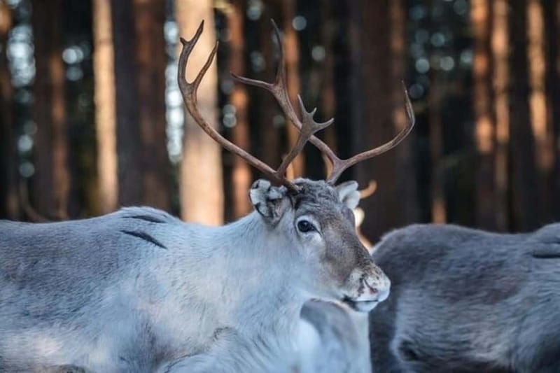 Traditional Reindeer Farm Visit with a Short Sleigh Ride - Lapland Reindeer Farm in 3 Hours: The Right Length for Winter