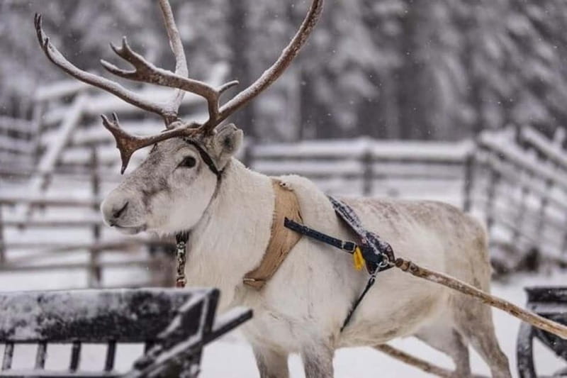 Traditional Reindeer Farm Visit with a Short Sleigh Ride - The Guide Experience: English First, Then Portuguese and Spanish