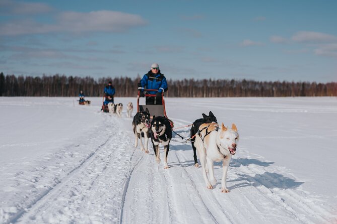 Trail of Tails Step into the Mushing Life in 5KM Husky Safari - Quick hits before you go